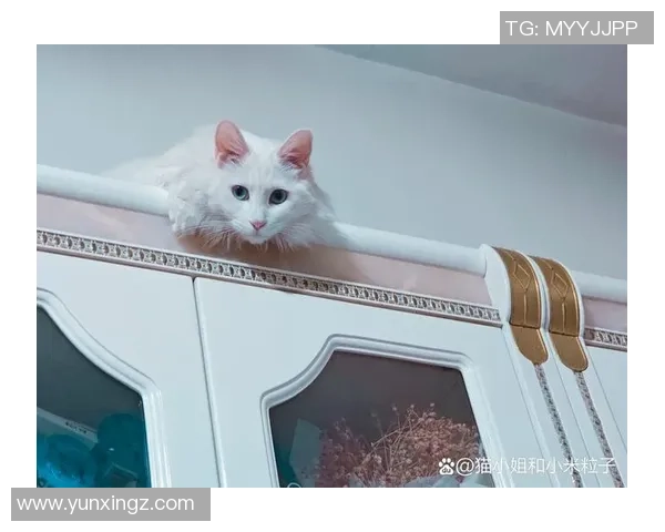 足球明星猫舍的可爱猫咪图片欣赏与明星们的温馨时刻分享